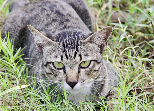 一张照片上一只猫正坐在草地上看着相机，还有一只猫正坐在草地上看着相机。图片下载