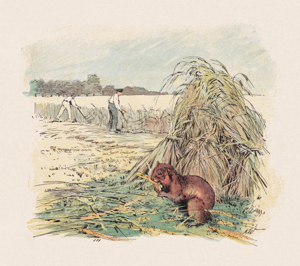 欧洲仓鼠，彩色木刻，1897年出版图片下载