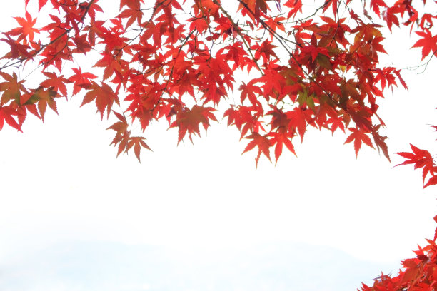 秋叶之静美。副本的空间。图片下载