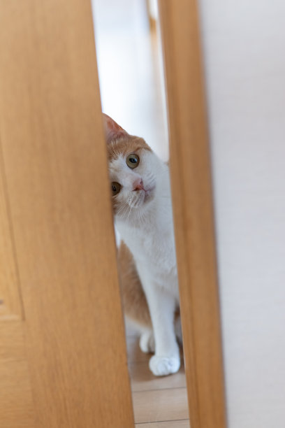 猫从门里偷看图片下载