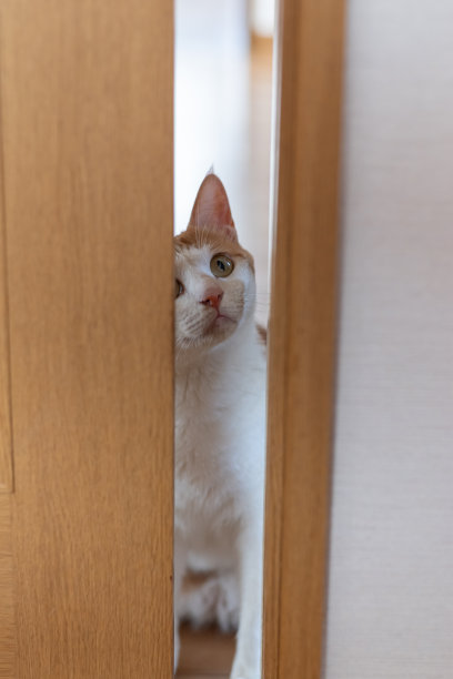 猫从门里偷看图片下载