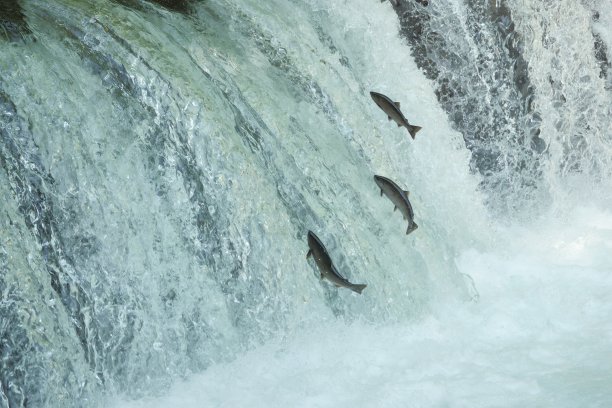 在北海道，鲑鱼爬上瀑布。图片下载