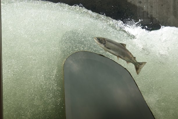 北海道的樱桃鲑鱼正在爬鱼梯。图片下载