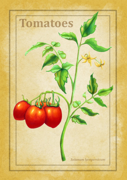 葡萄藤上成熟的西红柿图片下载