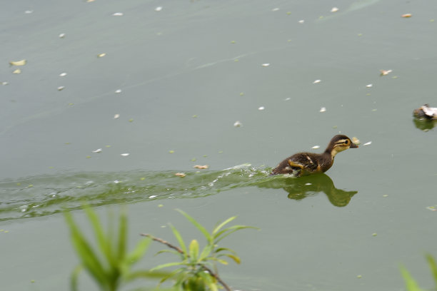 北海道的鸳鸯雏在水面上奔跑。图片下载