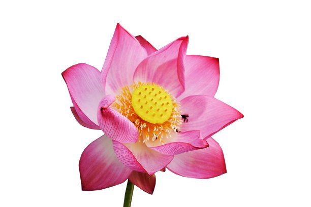 粉红色的莲花图片下载