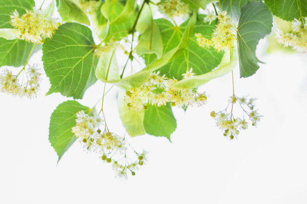 春天的背景与近距离的菩提树花图片下载