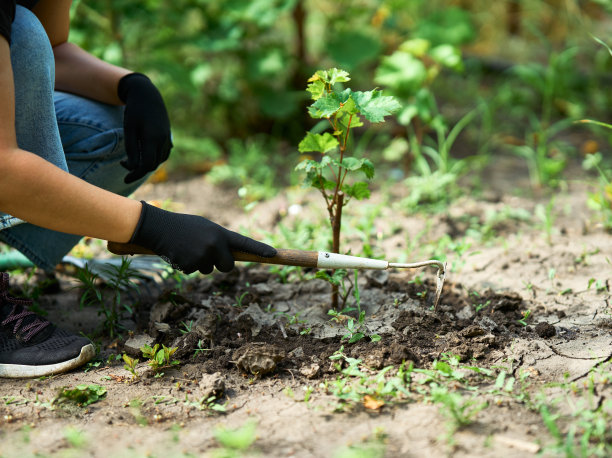 一位妇女在后院花园里种花。图片下载