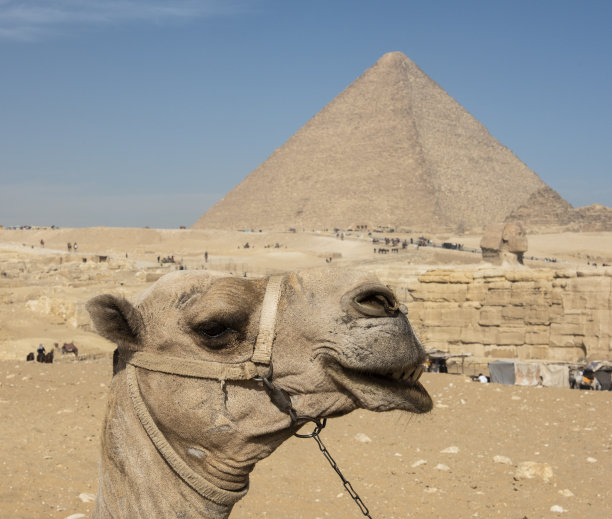 开罗吉萨大金字塔前的骆驼图片下载