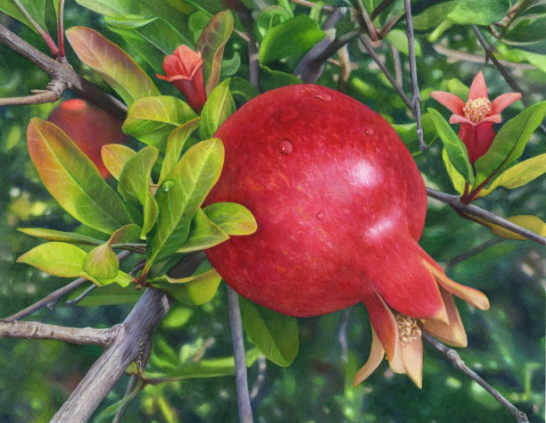 石榴树图片下载