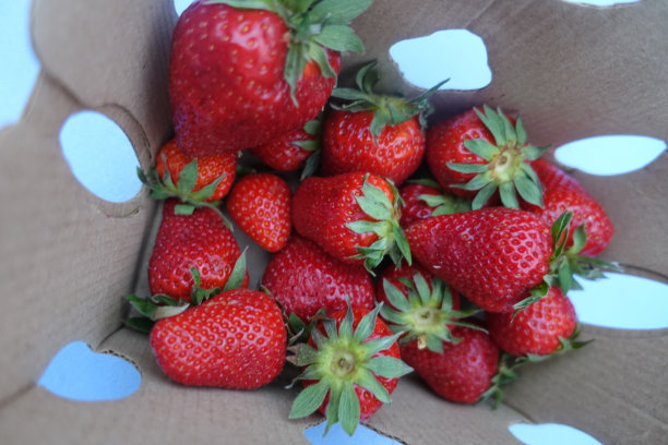 用硬纸板包装的草莓图片下载
