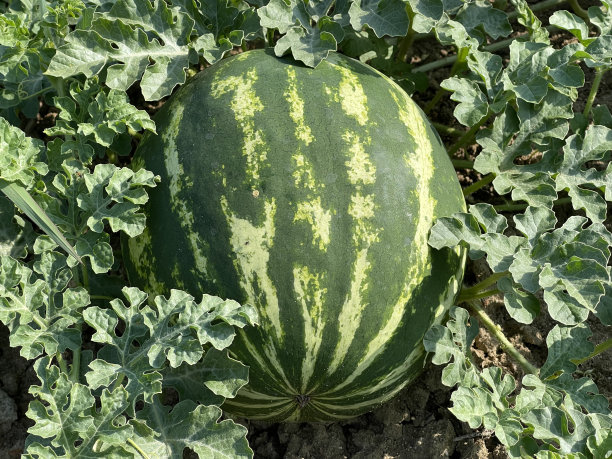 一个小西瓜。西瓜栽在西瓜地里。图片下载