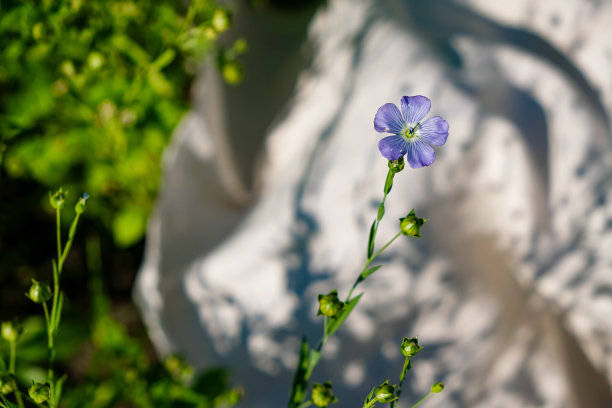 亚麻帆布上的亚麻花。图片下载
