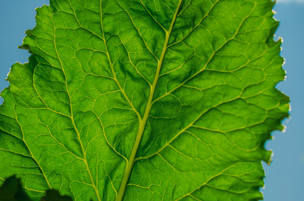 阳光照射下的大绿甜菜叶，绿色背景的农业甜菜图片下载