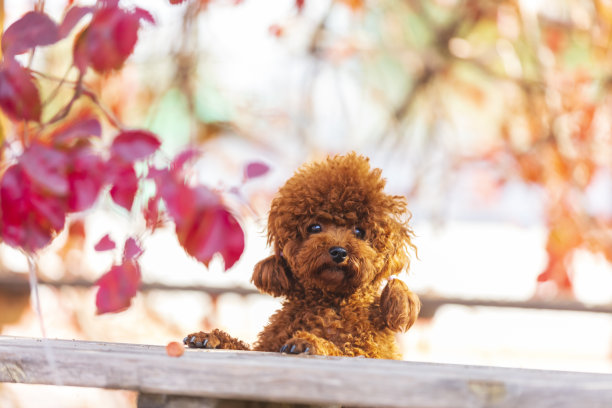 一只玩具狮子狗在秋天图片下载