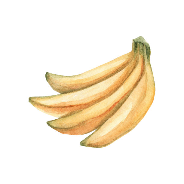 手绘水彩香蕉束，孤立的水果在白色的背景。热带美食美味的例证…剪贴画设计的婴儿海报，贴纸，织物，托儿所室装饰，包装纸，邀请卡图片下载