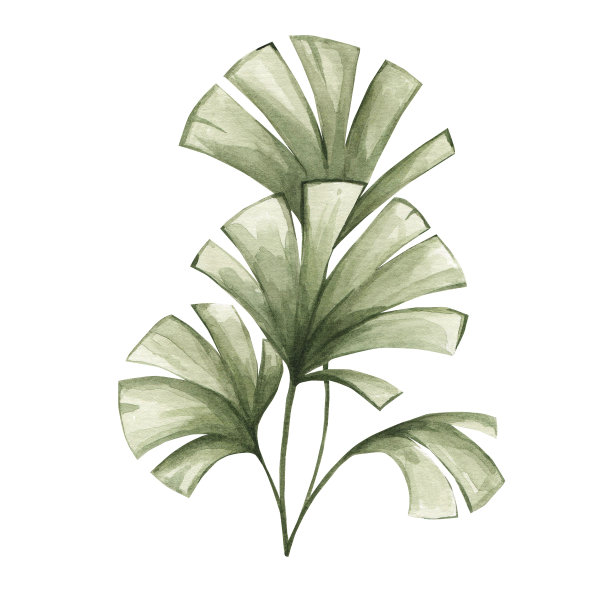 水彩插图的棕榈叶孤立的白色背景。热带植物，非洲自然。草原植物图片下载