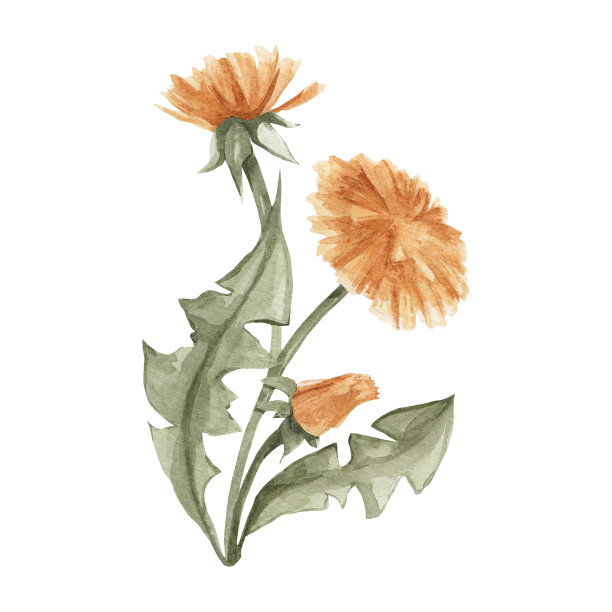 白底蒲公英。夏季植物的水彩植物插图图片下载