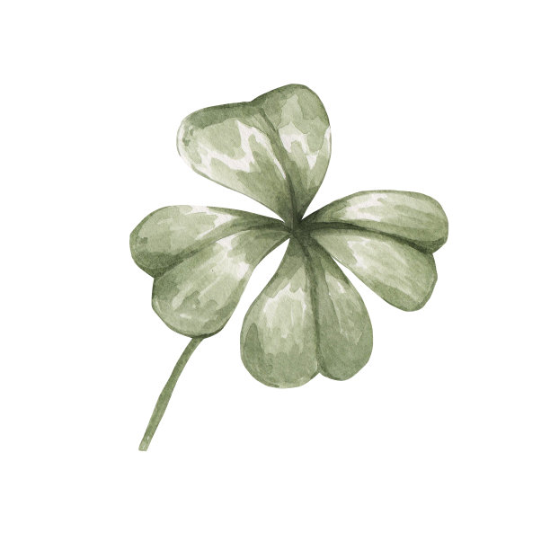 白色背景上孤立的四叶三叶草。夏季植物的水彩植物插图。图片下载