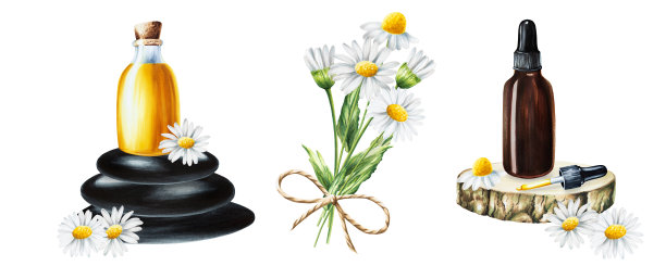 水彩画白色雏菊花，一瓶血清，奶油用移液管在木锯上切割和石头隔离在白色背景上。美容产品及植物元素、美容及医药。适用于设计师、spa装饰、明信片、包装纸、scra图片下载