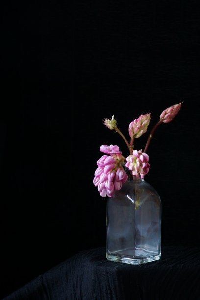 药用植物——粉红金合欢、刺槐或玫瑰金合欢;洋槐hispida图片下载