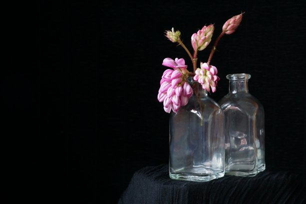 药用植物——粉红金合欢、刺槐或玫瑰金合欢;洋槐hispida图片下载