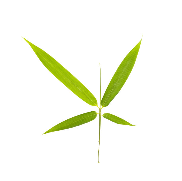 竹叶与剪辑路径孤立在白色图片下载