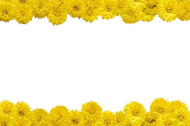 白色背景上的黄色菊花做成的边框图片下载