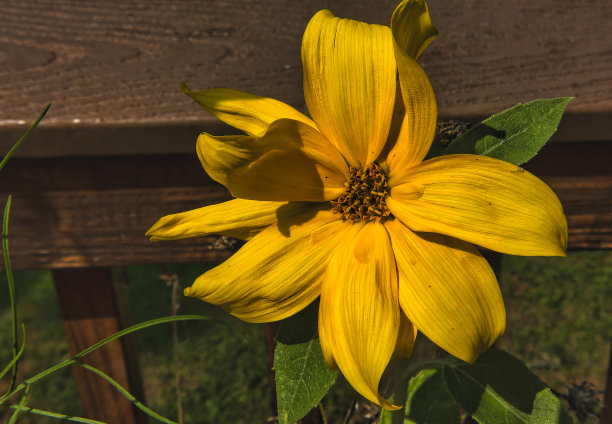 后院甲板上的耶路撒冷洋蓟图片下载