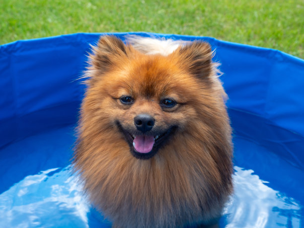 狗在绿色草坪上的狗池里。图片下载