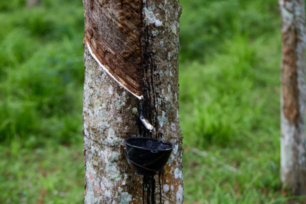 从人工林的橡胶树上采集天然乳胶图片下载