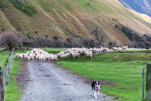 羊群沿着通往新西兰莫克湖附近新牧场的道路被放牧的照片图片下载
