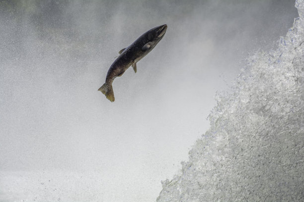 三文鱼跳2023图片下载