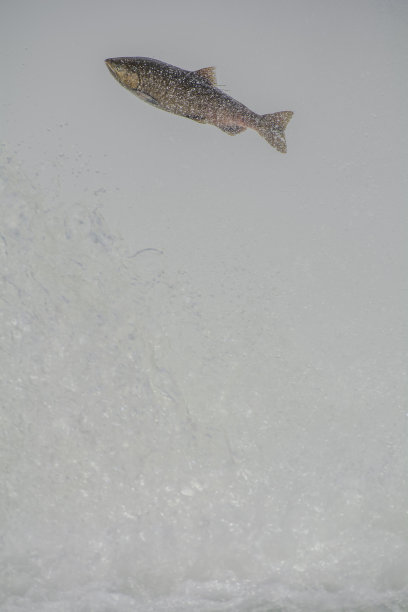 跳高鲑鱼2023图片下载