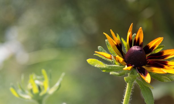 花、春、花植物学图片下载