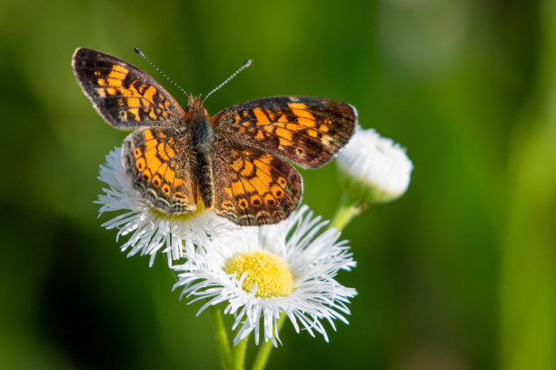 花、春、花植物学图片下载
