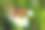花、春、花植物学图片下载