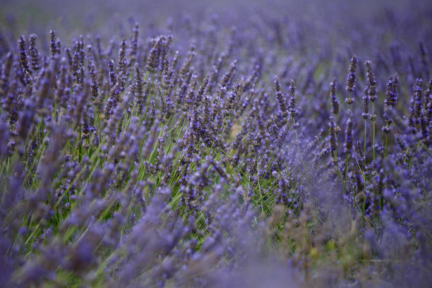 薰衣草地里盛开的薰衣草花图片下载