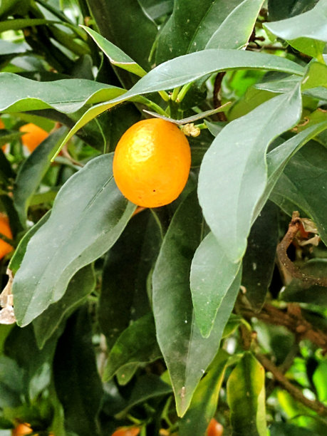 一个quinoto图片下载