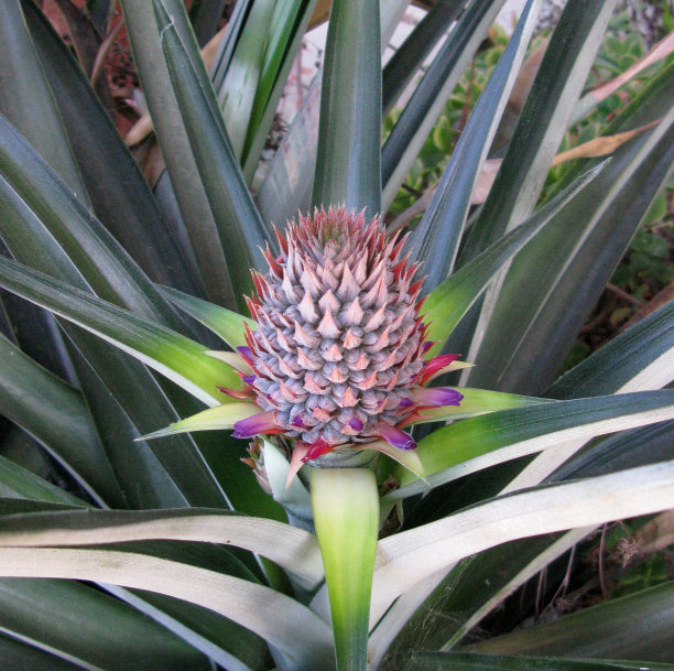 菠萝开花，第三周图片下载