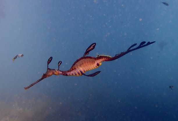 杂草海龙侧视图大气图片下载