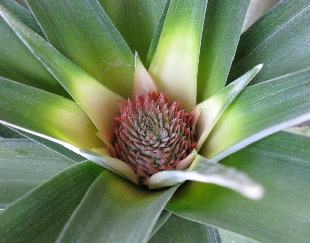 菠萝嫩花图片下载