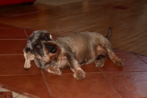 铁丝毛腊肠狗躺在地板上图片下载