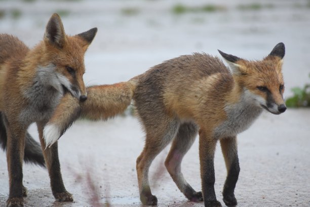 狐狸在雨中玩耍图片下载