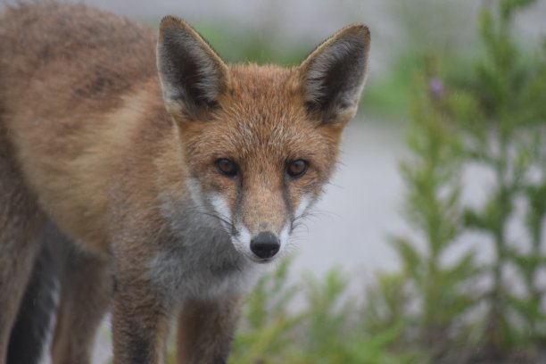 狐狸在雨中玩耍图片下载