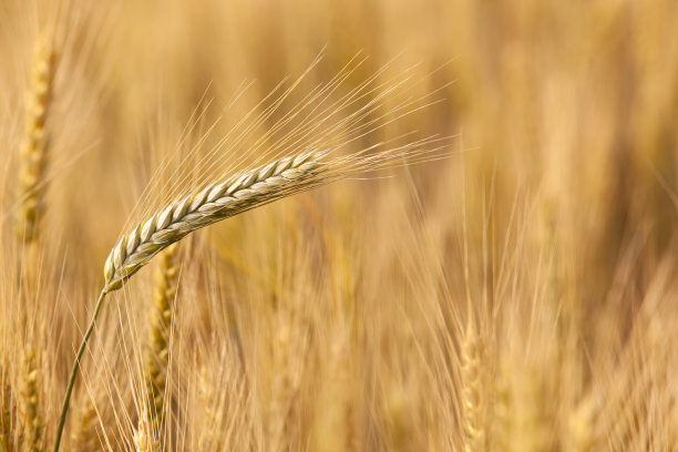 麦穗在地里成熟。图片下载