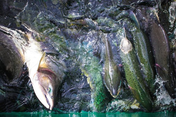 鲑鱼运行图片下载