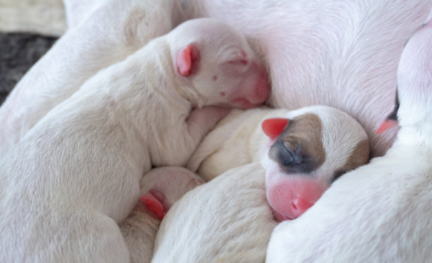 爱的时刻，刚出生的小狗温暖地睡在狗妈妈的宠物概念上图片下载