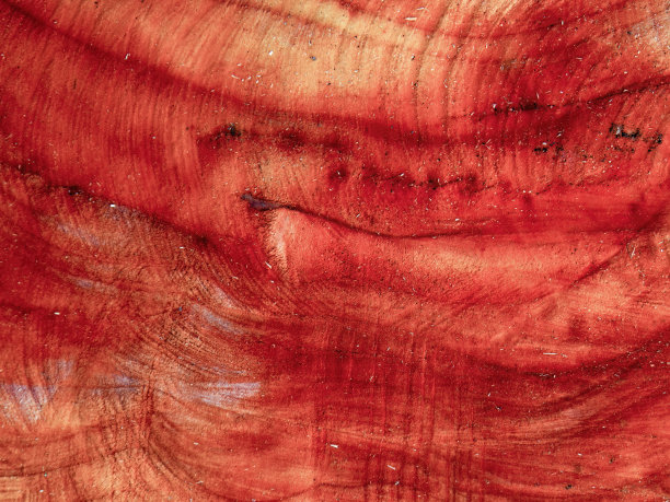 近距离摄影的环和纹理的新锯桤木树干图片下载