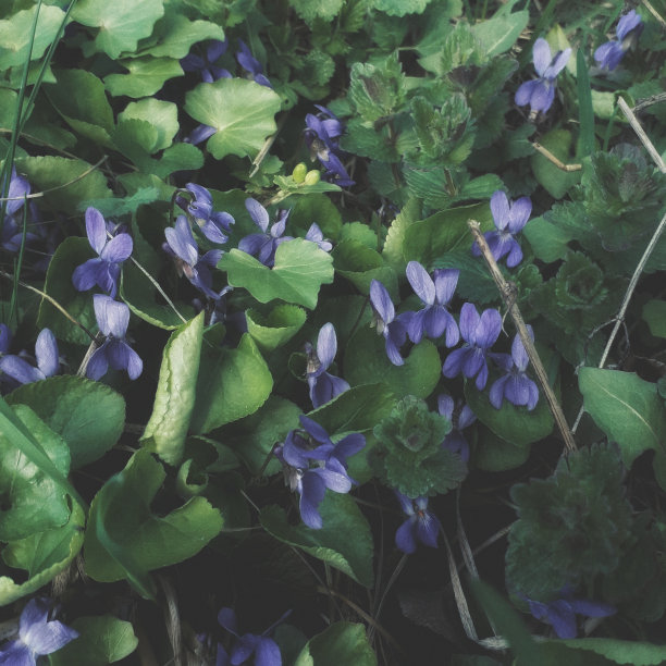 春天的时间图片下载